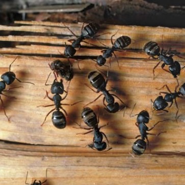 Carpenter Ants Control