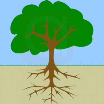 Tree Deep Root Fertilization - Spring and Fall 