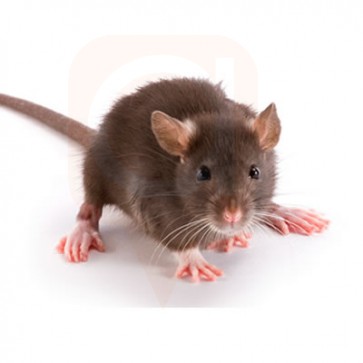 Mice Rat Control