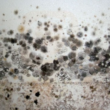 Mold  Removal 